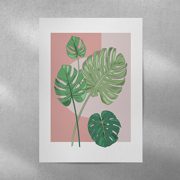 Monstera Pink